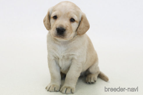 販売中の神奈川県のミックス犬-385592
